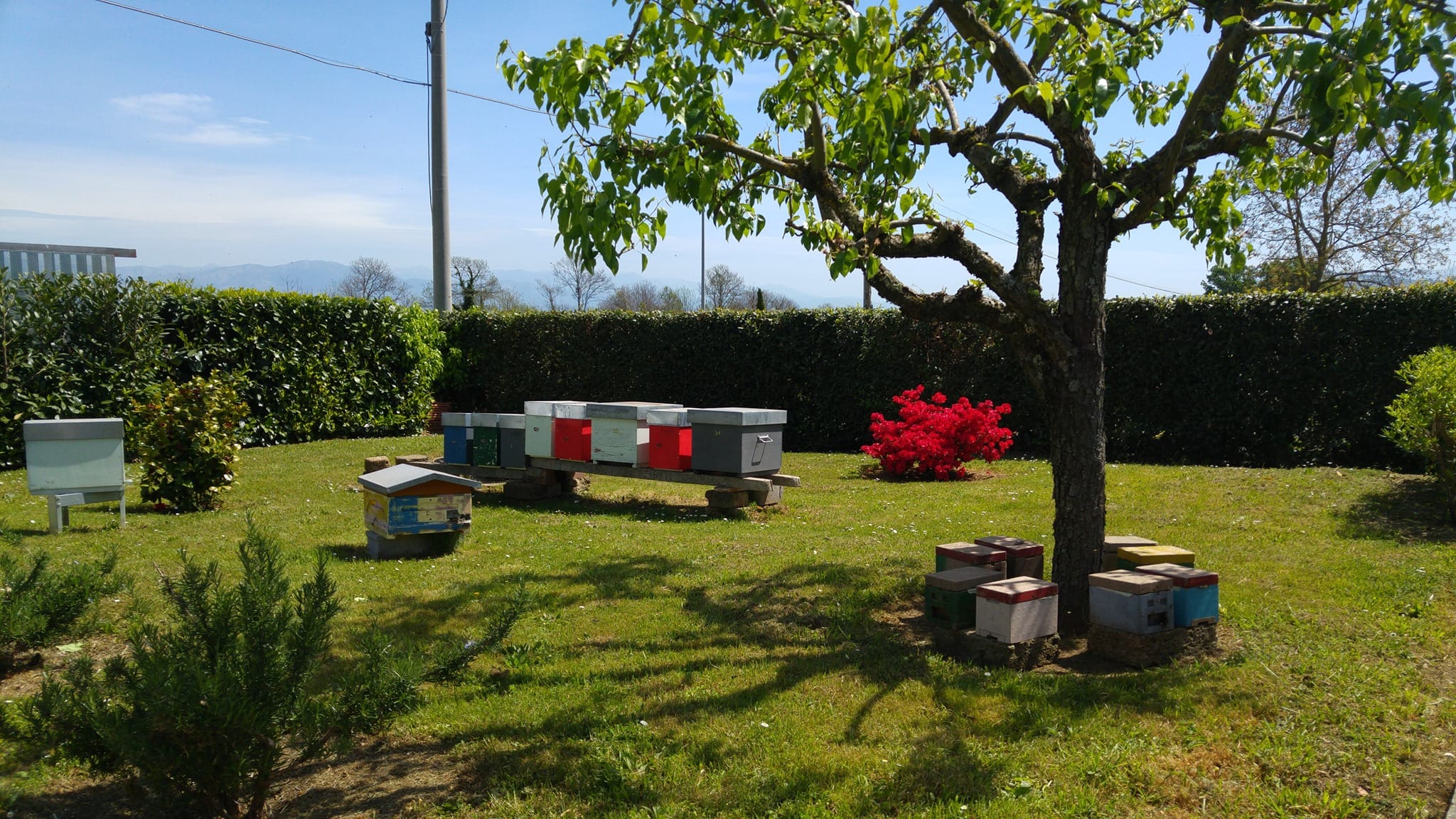 Apiario e attività in campo