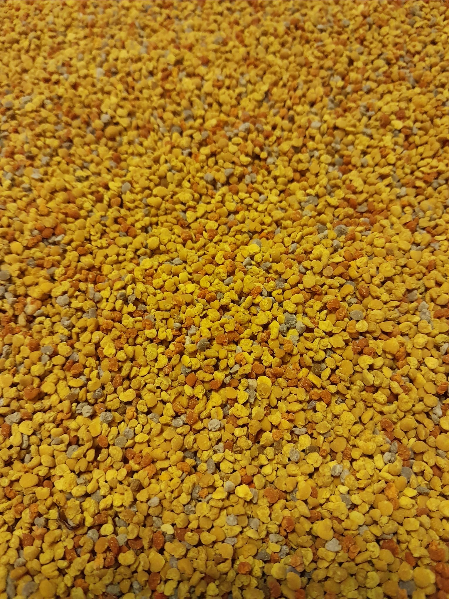 Smielatura e telaini in laboratorio