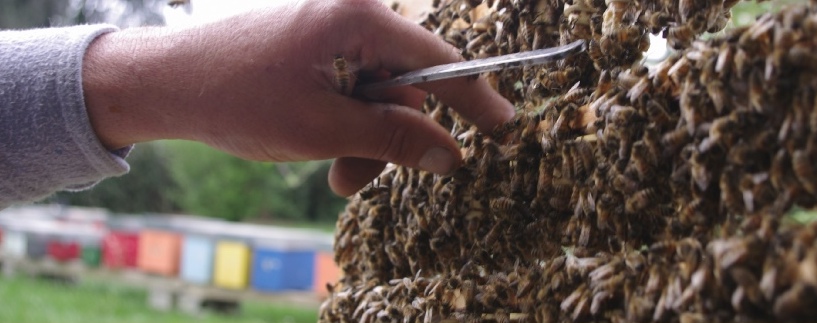 Api regine: allevamento e selezione