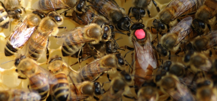 Api regine: telaini e attività in apiario